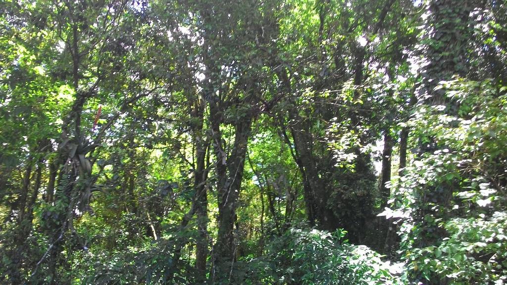 Chales Araucarias Da Serra Canela Rum bild